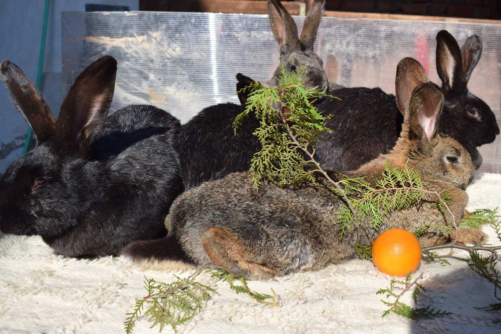Продавам мъжки и женски зайци за разплод