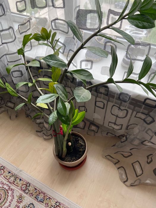 Комнатные цветы.