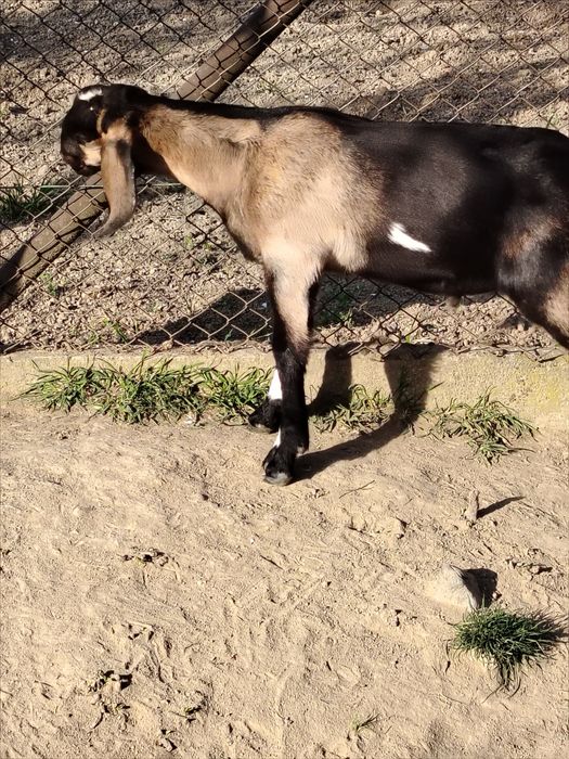Tapisor anglo nubian de vânzare