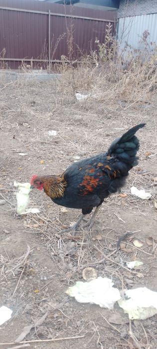 Продам петухов домашних