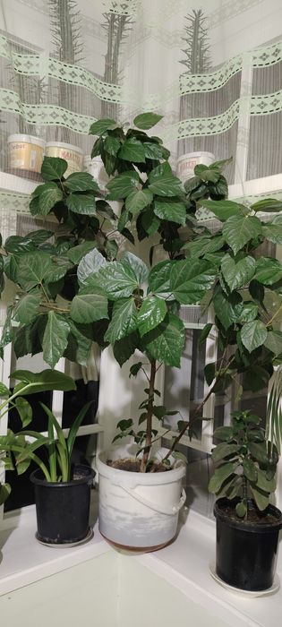 Gullar sotiladi 150 ming