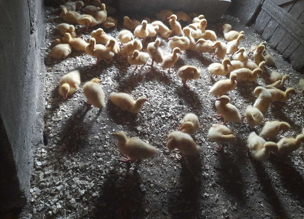 Boboci rață de carne Mulard , varsta 3 saptamani