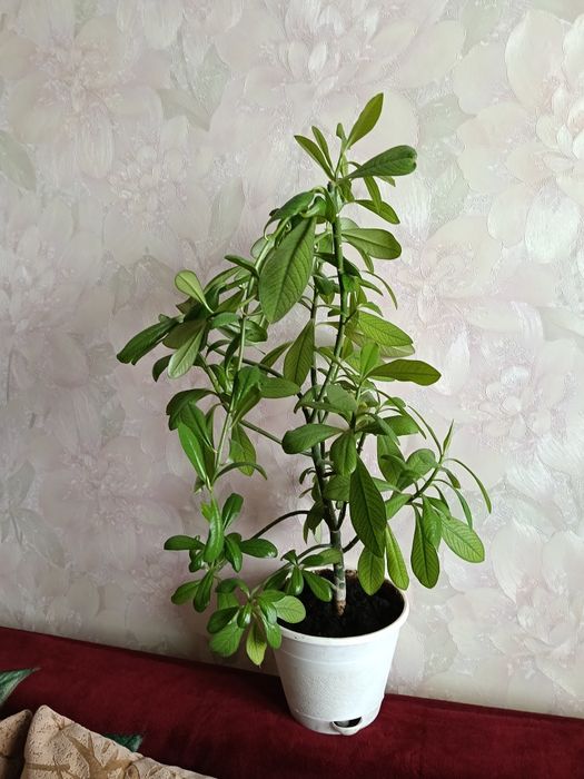 Продам молочай Гранта