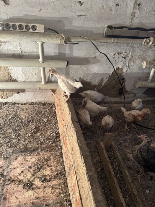 Цыпленки двух месячные