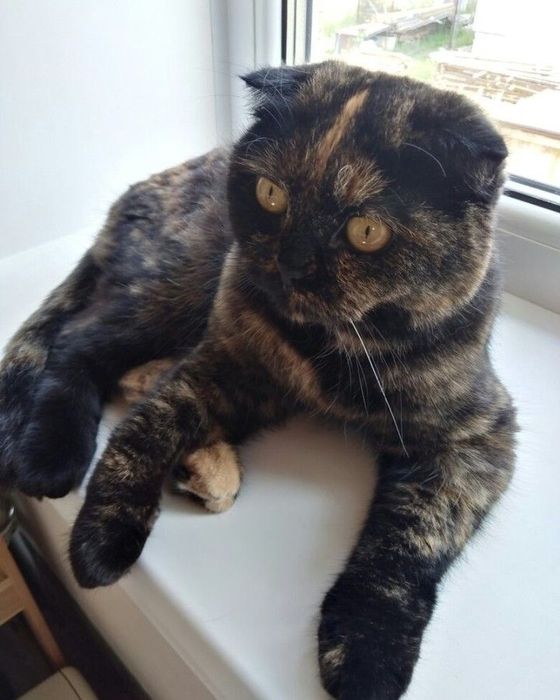 Муку аёл скоттиш Фолд,зоти тоза