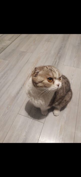 Отдам в хорошие руки