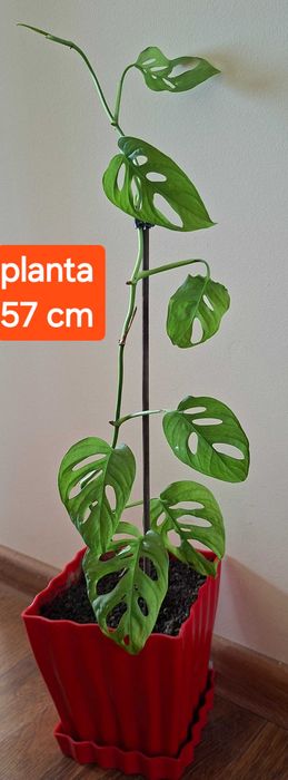 pt cadou palmiera ZZamioculcas,monstera adansonii,planta paianjen,hoya carnosa
