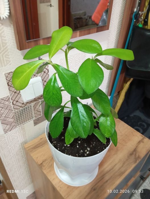 Продам комнатные растения