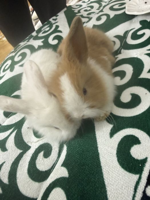 Қоян кродик декоротивный маленкие без клетки цена за одну