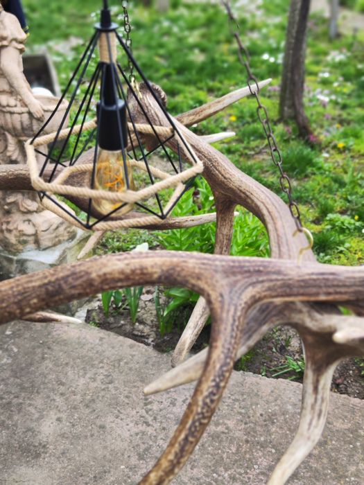 Полилей от еленови паднали рога