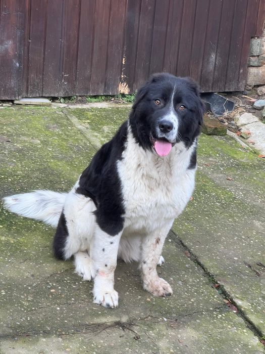 Ciobanesc de bucovina femela