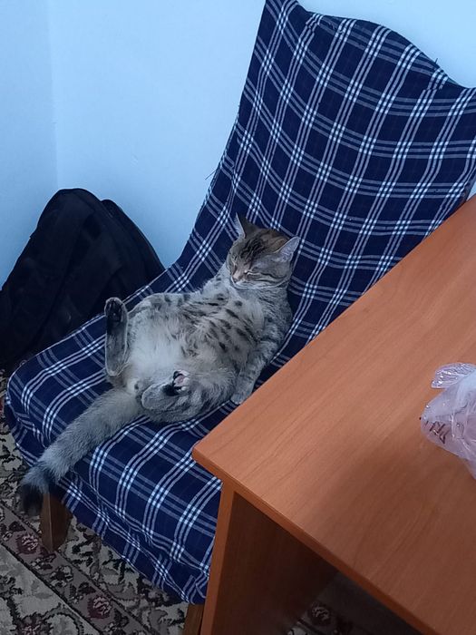 Отдам в добрые руки