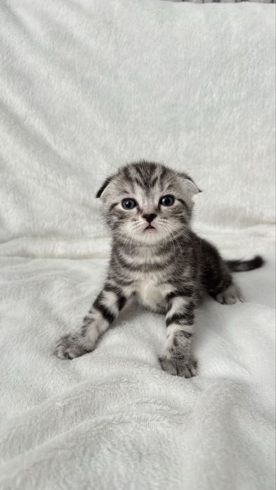 Продаются котята скотиш фолд,страйт.