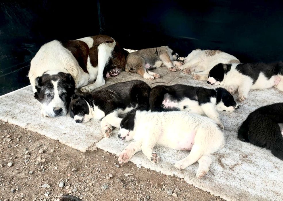 Продаются шеньки алабай