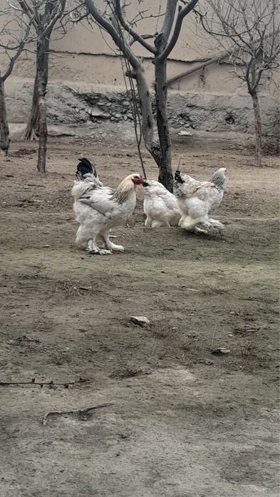 Brama sotiladi narxini kelishamiz