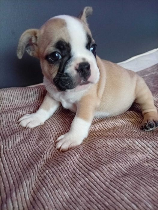 Cățelușă de Bulldog Francez