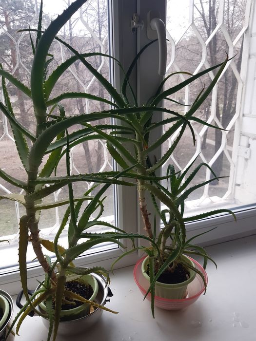 Продам алоэ срок роста пять лет