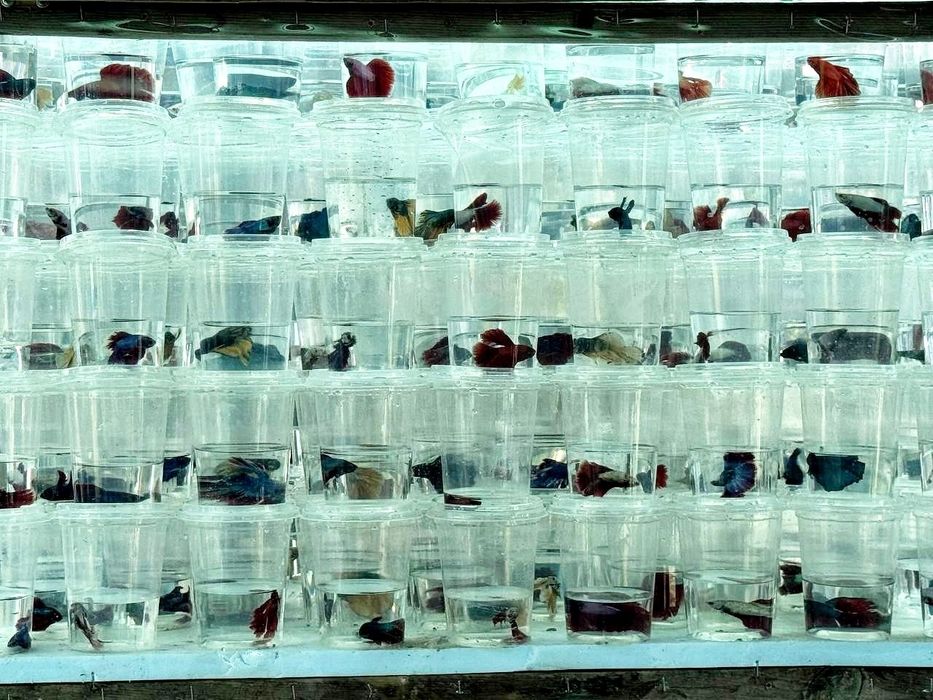 Кислародсиз яшайдиган Петушок сотилади.Petushok sotiladi