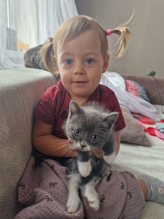 Отдам котят от британки