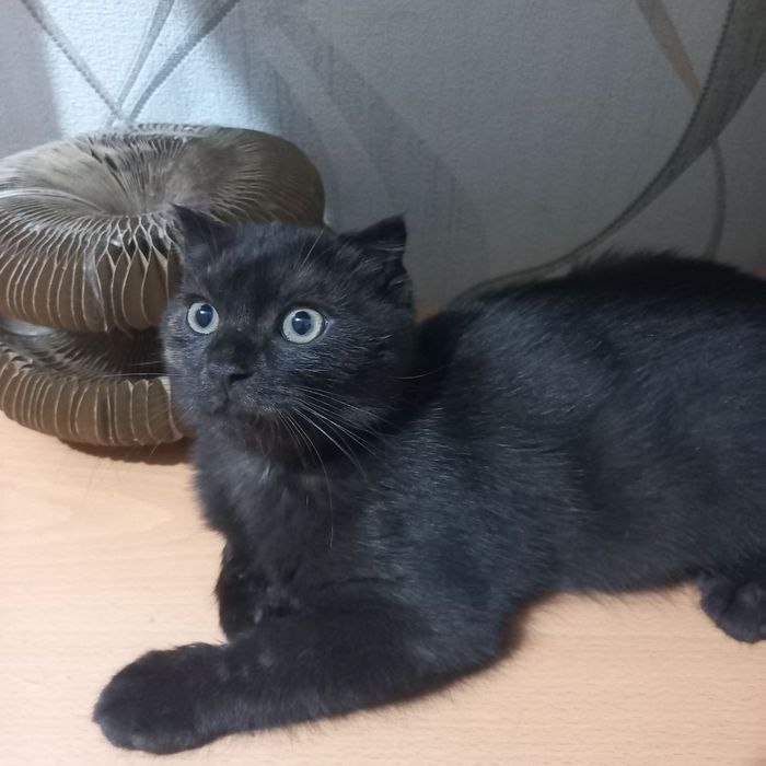 Скотиш страйт и Скотиш фолд