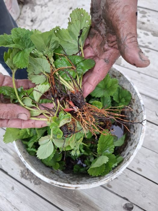 Клубника, многоразовая, Альбион