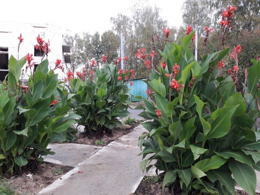 Цветы Канны клубни