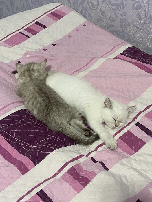 Пародистые котики