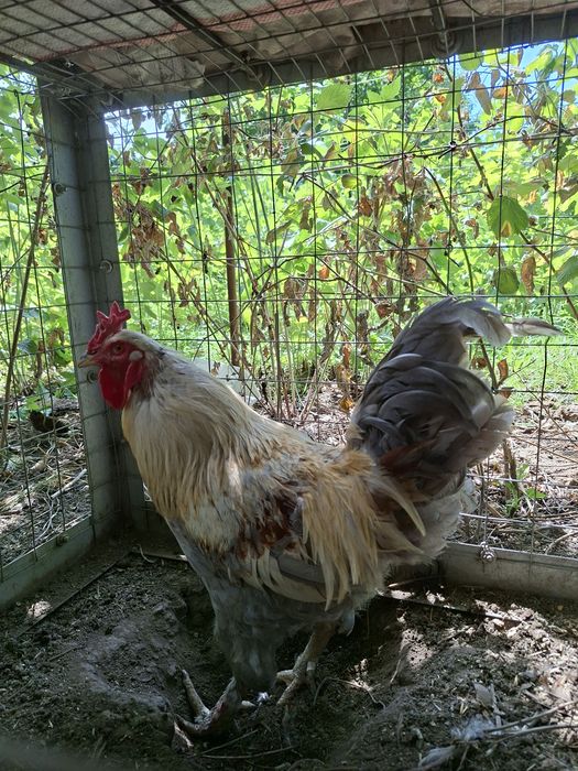 Продам петухов домашних.