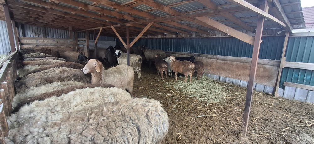 Бараны курдючные