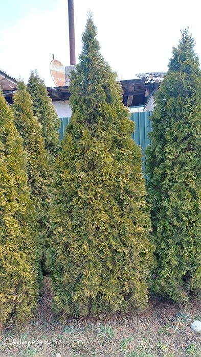 Продам туи от 60см до 3 метров
