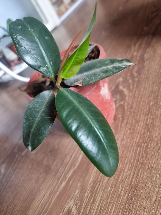 QORA SHAXZODA xona gullari ФИКУС Чёрный Принц Комнатных цветок 
Юнусоб