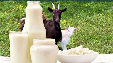 Домашнее молоко, Айран, Козье молоко, Творог