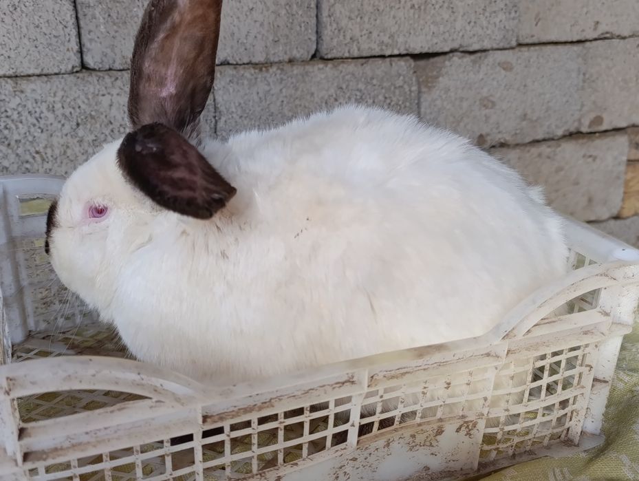 Кролики породные