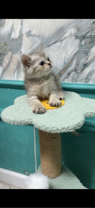 Скотиш страйт серебро шиншилла