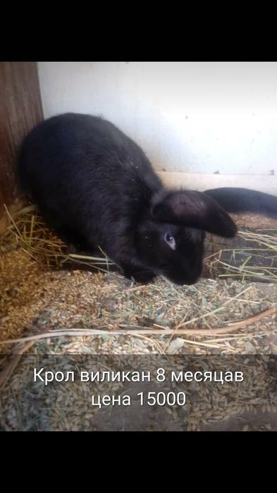 Кральчата виликаны чыстые месячные