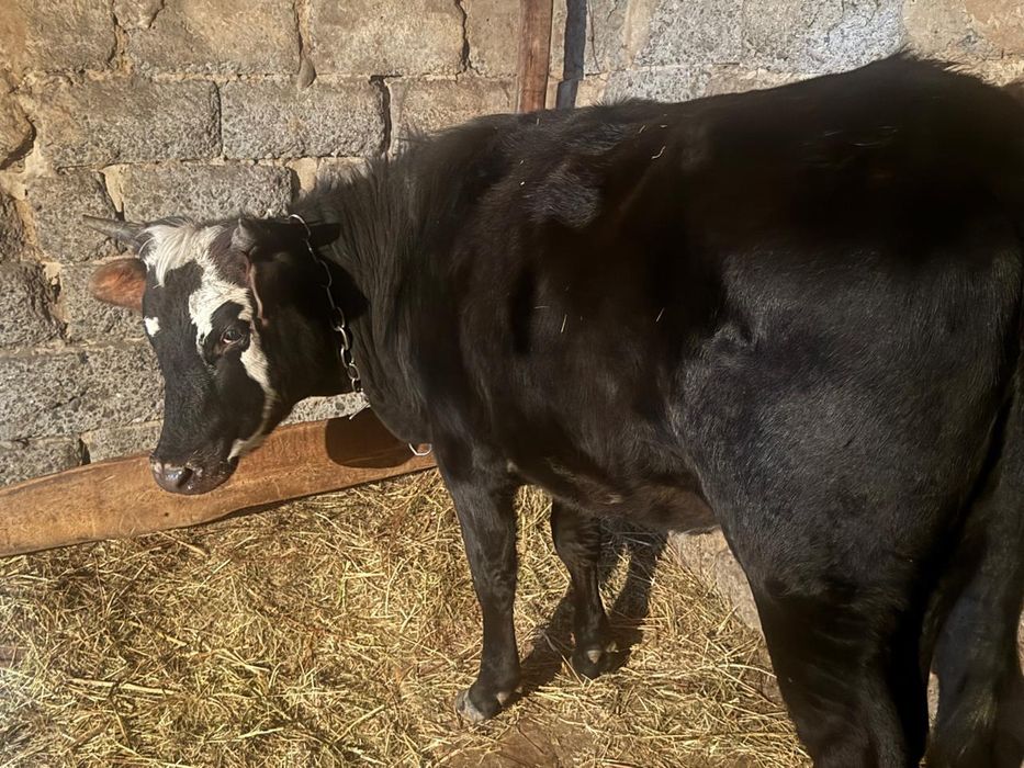 Тайынша сатылат союга малдануга