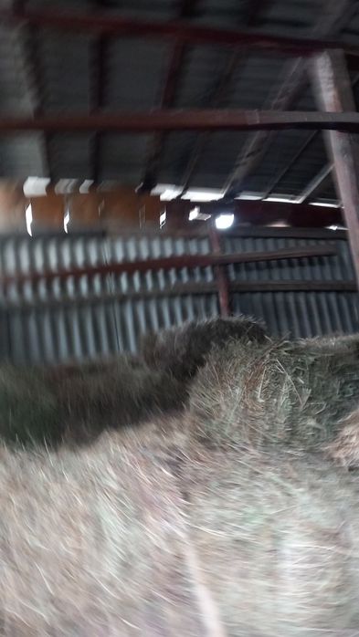 Продам тюки сена