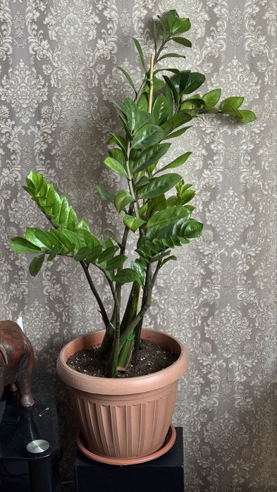 Продаю комнатные большие цветы