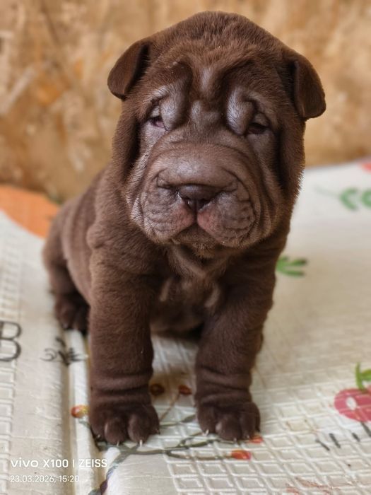 Шикарные щенки шарпея.