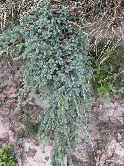 Хвойные ветки разные