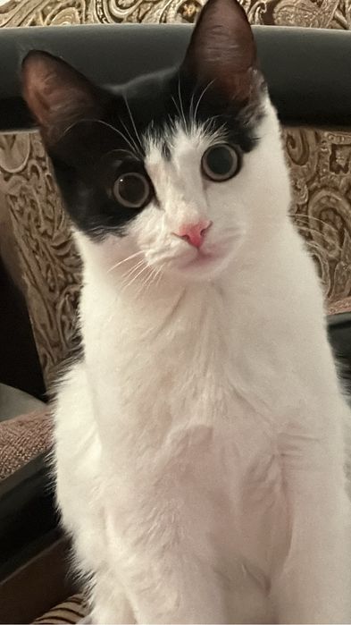 Отдам даром в добрые руки