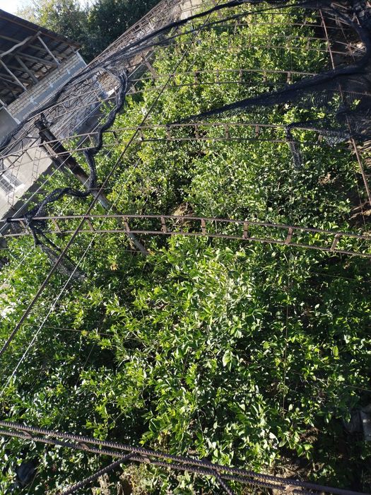 Srochno Yer sotiladi, Yangi Uzbekistan