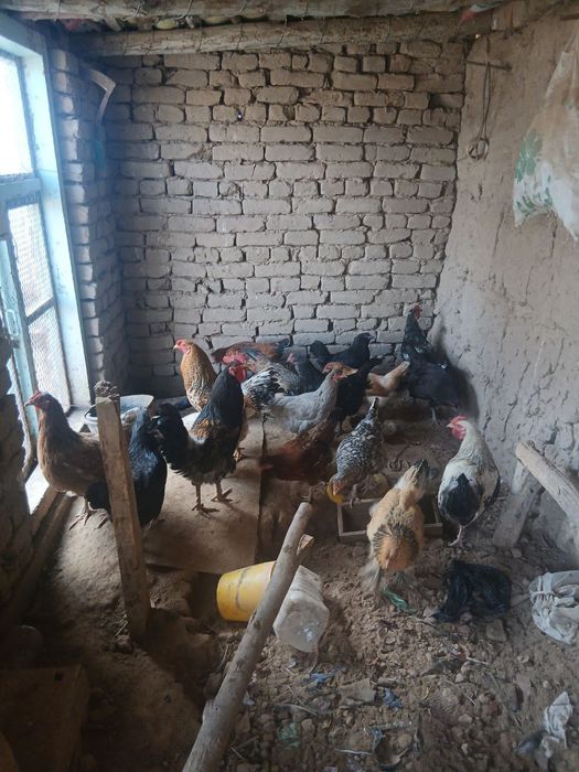 tovuq xoʻrozlar sotiladi