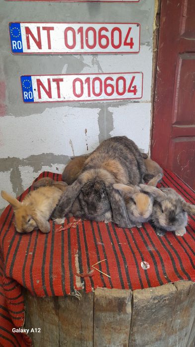 Femela berbec german cu pui