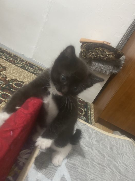 Котенок девочка отдам в хорошие руки.