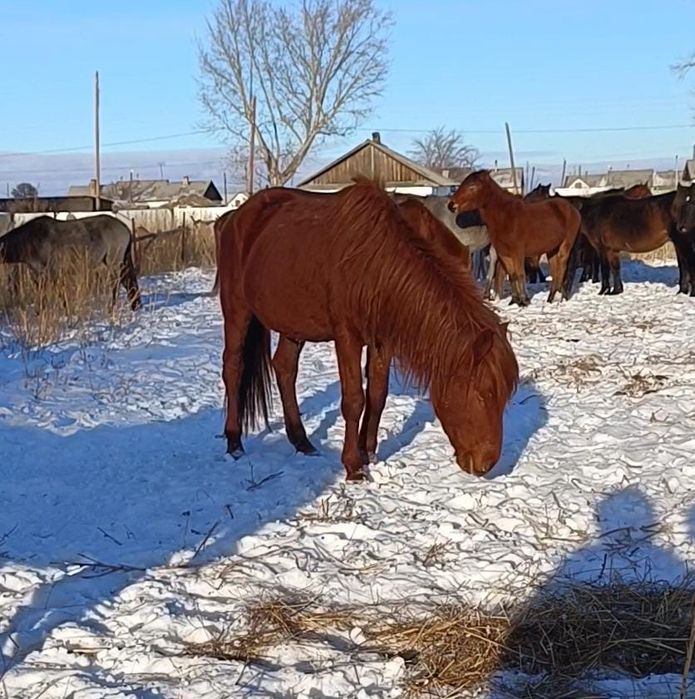 Айғыр 7 жасар Қостанай қанды