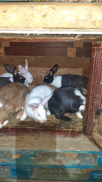 Hycole francez tineret