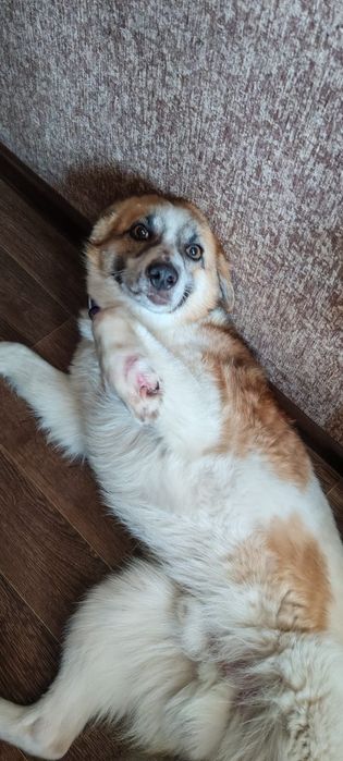 Красивый умный пёсик ищет дом