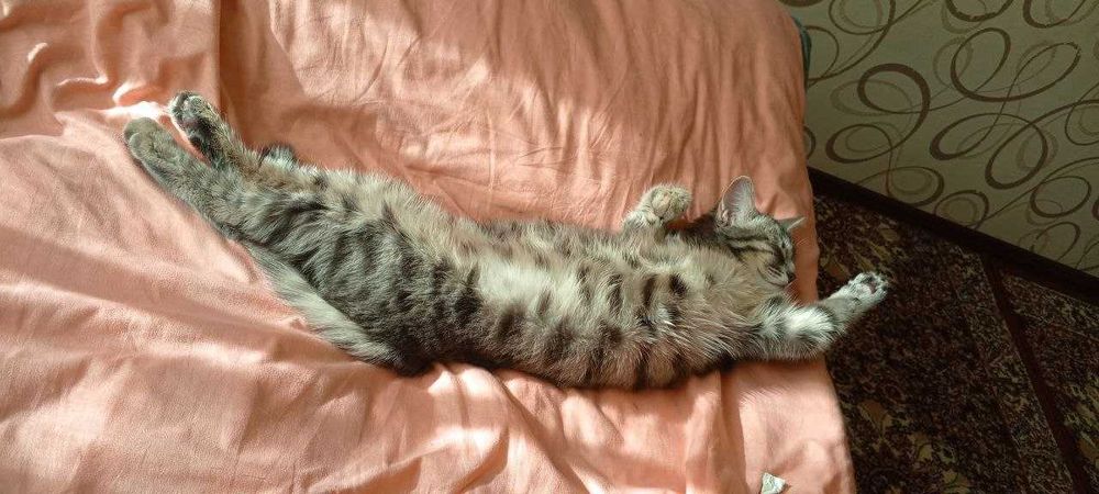 Отдам даром - Yaxshi qo'llarga topshiramiz