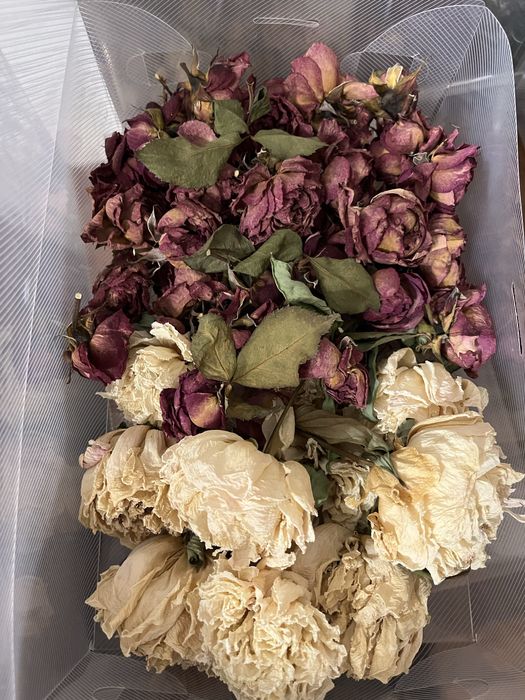 продам сухие цветы